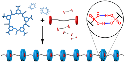 Linear Supramolecular Polymers Driven by Anion-Anion Dimerization of Difunctional Phosphonate Monomers inside Cyanostar Macrocycles