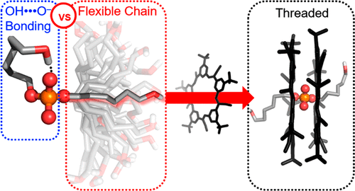 Chain Entropy Beats Hydrogen Bonds to Unfold and Thread Dialcohol Phosphates inside Cyanostar Macrocycles to form [3]Pseudorotaxanes